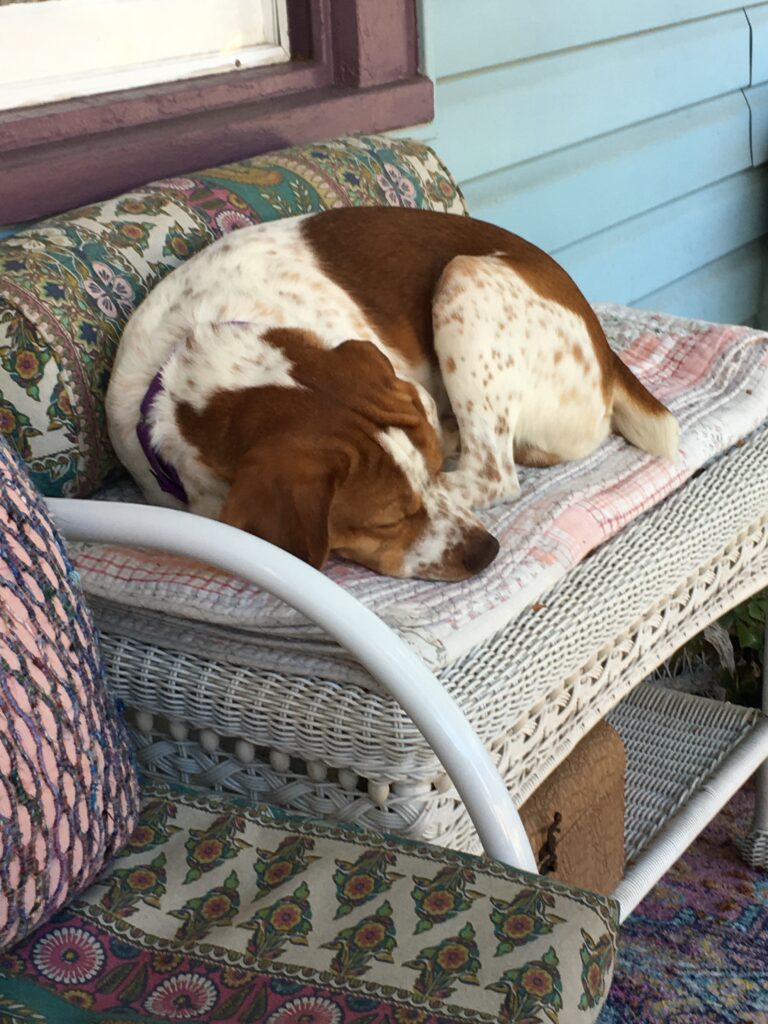 pup on porch